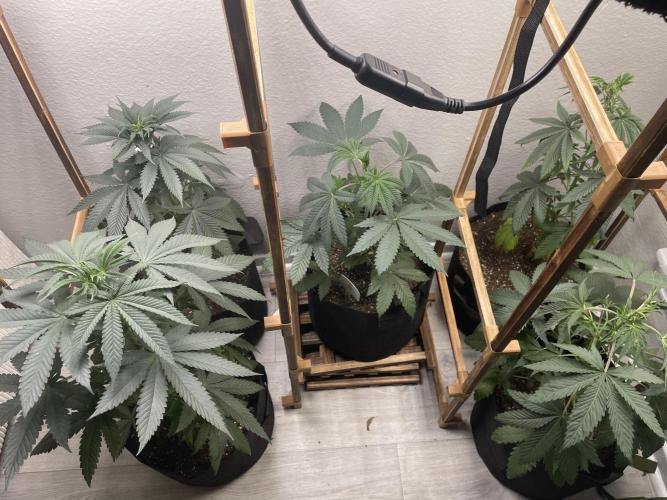 5 (GG4 X SOUR DIESEL) x Frozen Grapes. Week 7