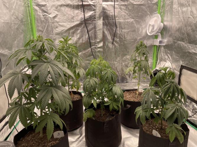 5 (GG4 X SOUR DIESEL) x Frozen Grapes. Week 8 - Flipping into flower next Thursday 