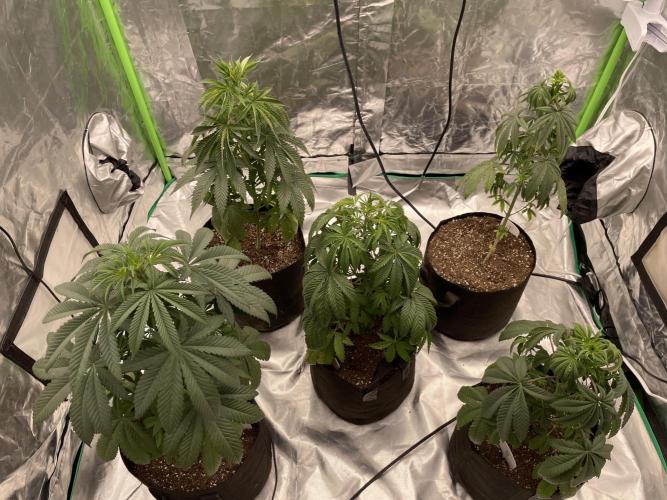 5 (GG4 X SOUR DIESEL) x Frozen Grapes. Week 8 - #1 has shown to be me really finicky. Continuing to grow for weight.