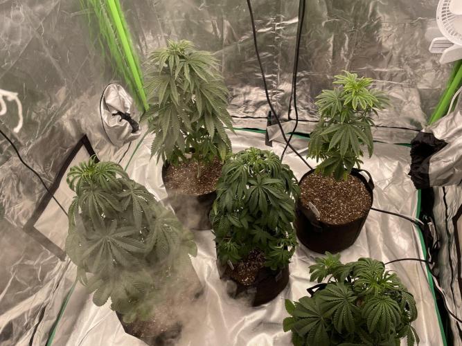 5 (GG4 X SOUR DIESEL) x Frozen Grapes. Week 9