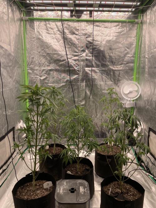 5 (GG4 X SOUR DIESEL) x Frozen Grapes. Week 10