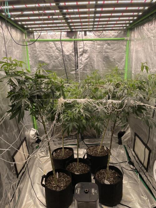 5 (GG4 X SOUR DIESEL) x Frozen Grapes. Week 14