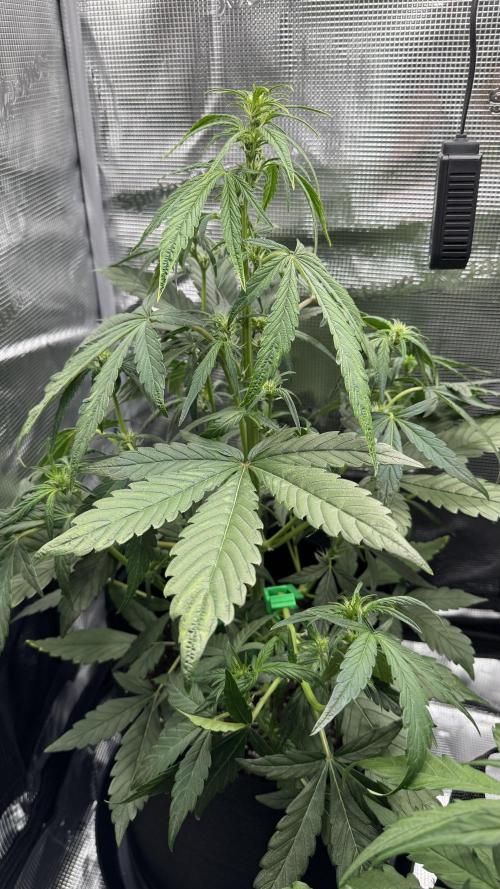 StrawZ Automatic #1. Week 5 - #1
Tag 1 der Woche