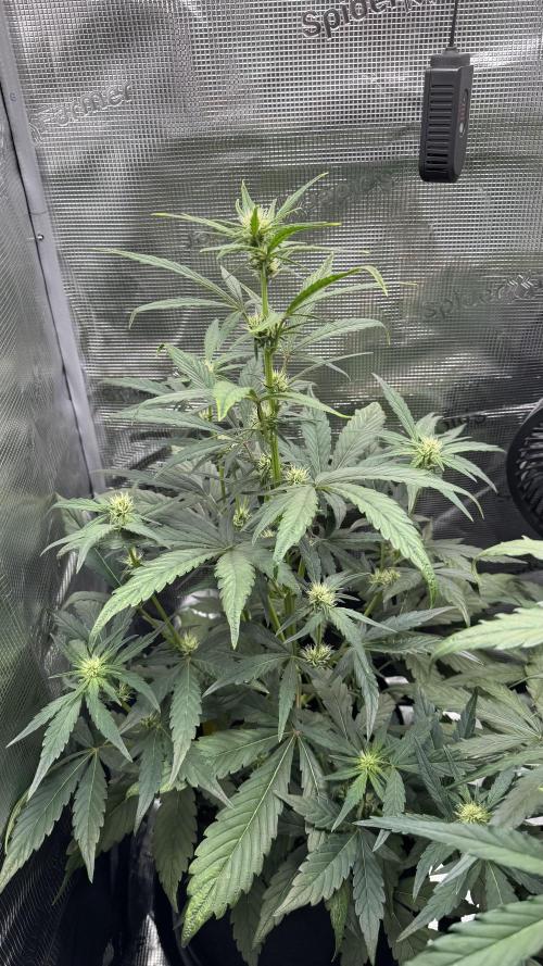 StrawZ Automatic #1. Week 5 - #1
Tag 5 der Woche