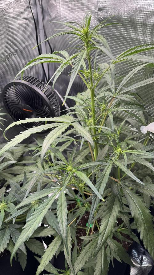 StrawZ Automatic #1. Week 5 - #2
Tag 2 der Woche