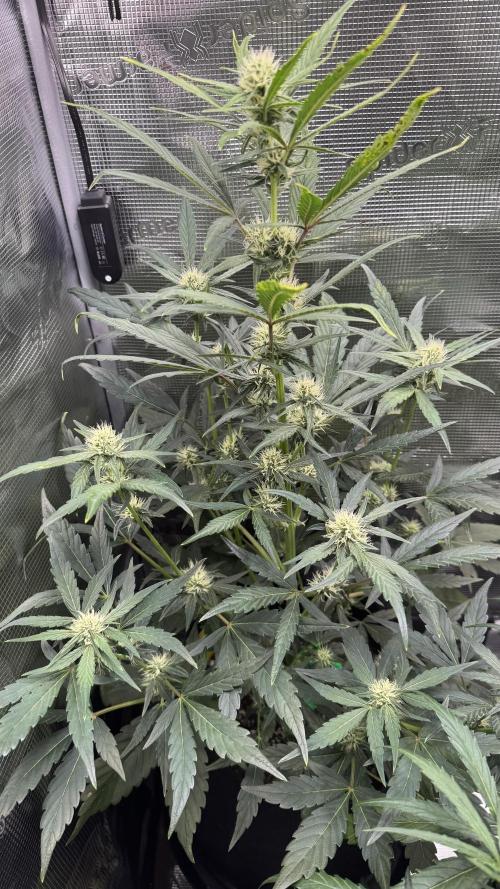 StrawZ Automatic #1. Week 6 - #1
Tag 2 der Woche