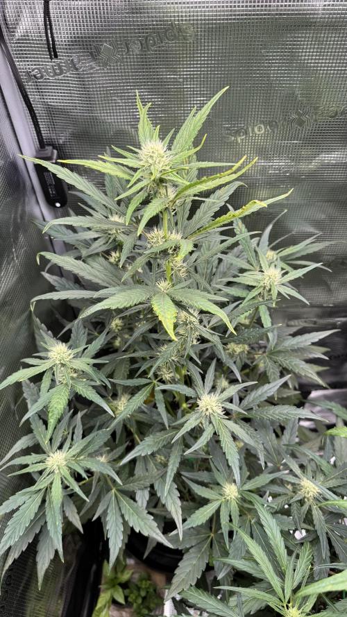 StrawZ Automatic #1. Week 6 - #1
Tag 2 der Woche