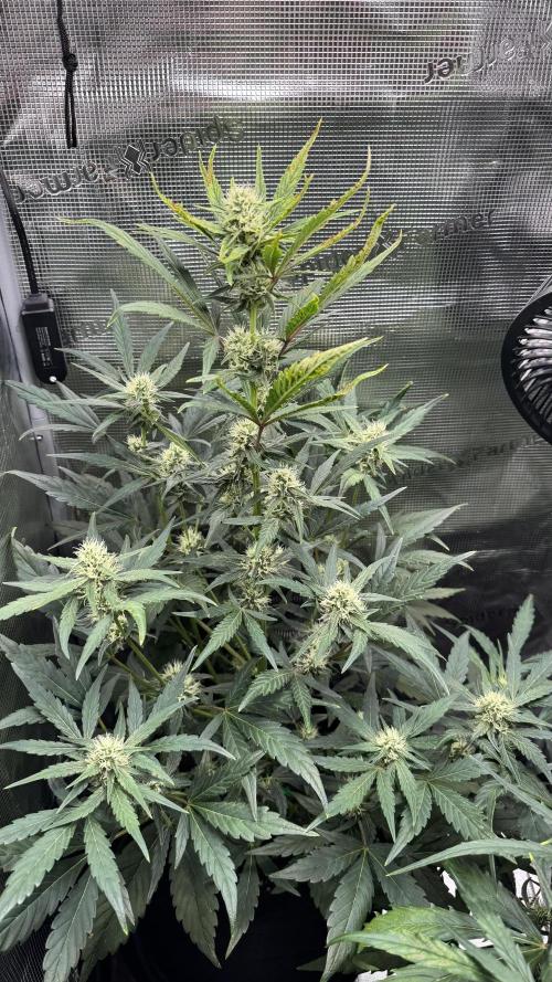 StrawZ Automatic #1. Week 6 - #1
Tag 6 der Woche