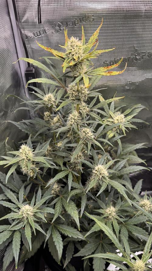 StrawZ Automatic #1. Week 7 - #1
Tag 2 der Woche