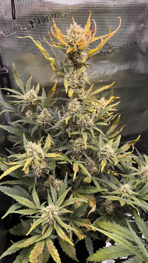 StrawZ Automatic #1. Week 8 - #1
Tag 2 der Woche