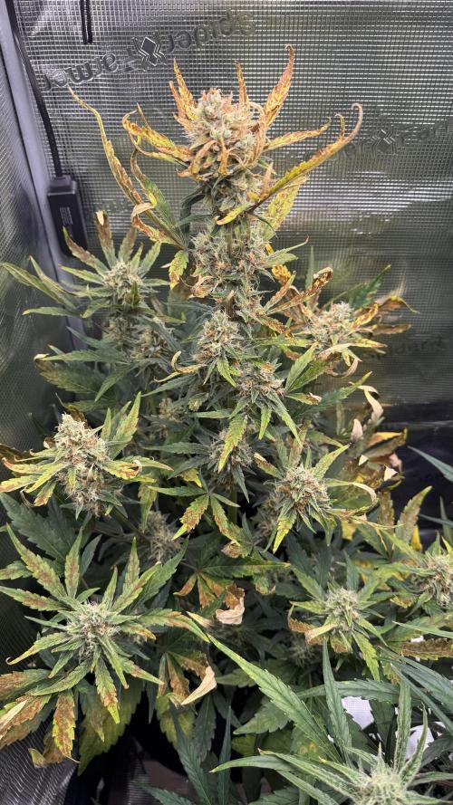 StrawZ Automatic #1. Week 8 - #1
Tag 5 der Woche