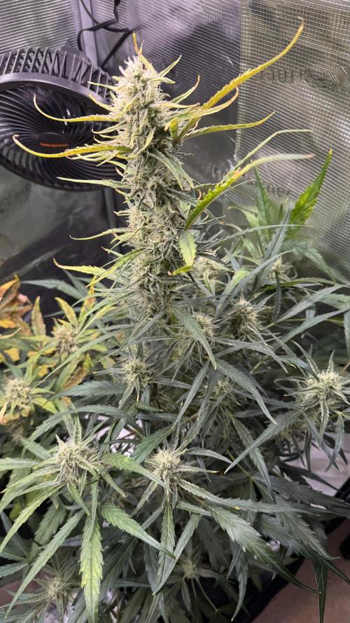 StrawZ Automatic #1. Week 8 - #2
Tag 5 der Woche