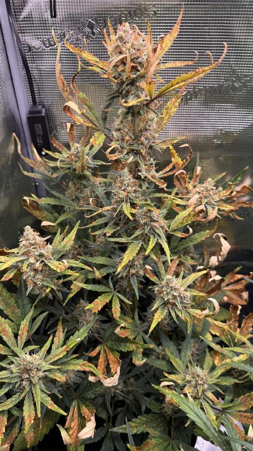 StrawZ Automatic #1. Week 9 - #1
Tag 3 der Woche