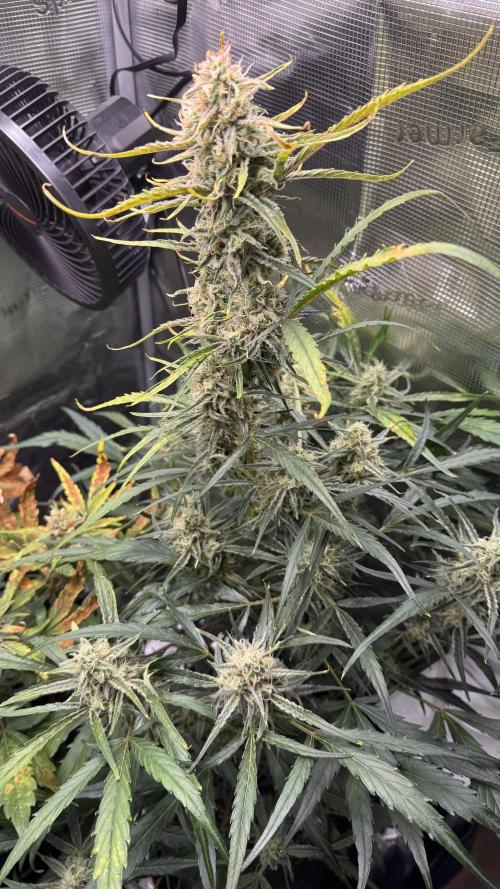 StrawZ Automatic #1. Week 9 - #2
Tag 3 der Woche