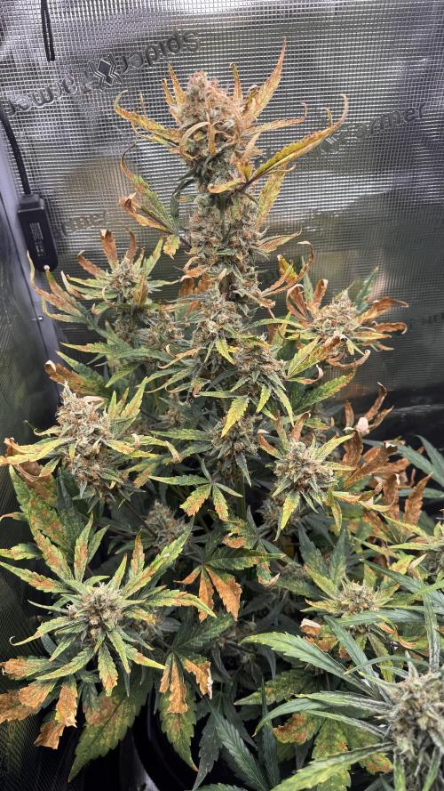 StrawZ Automatic #1. Week 10 - #1
Tag 2 der Woche