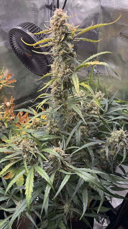 StrawZ Automatic #1. Week 10 - #2
Tag 2 der Woche