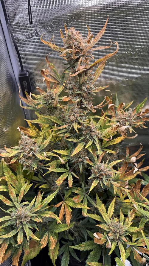 StrawZ Automatic #1. Week 11 - #1
Tag 5 der Woche