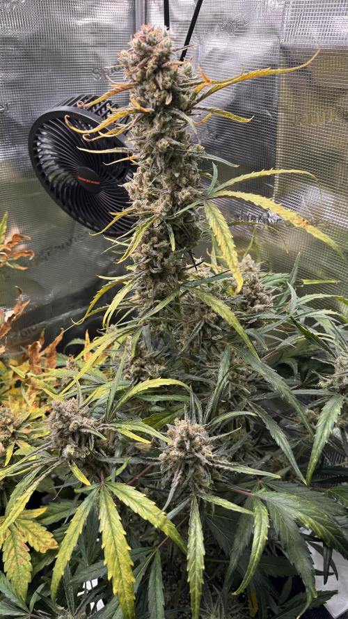 StrawZ Automatic #1. Week 11 - #2
Tag 5 der Woche