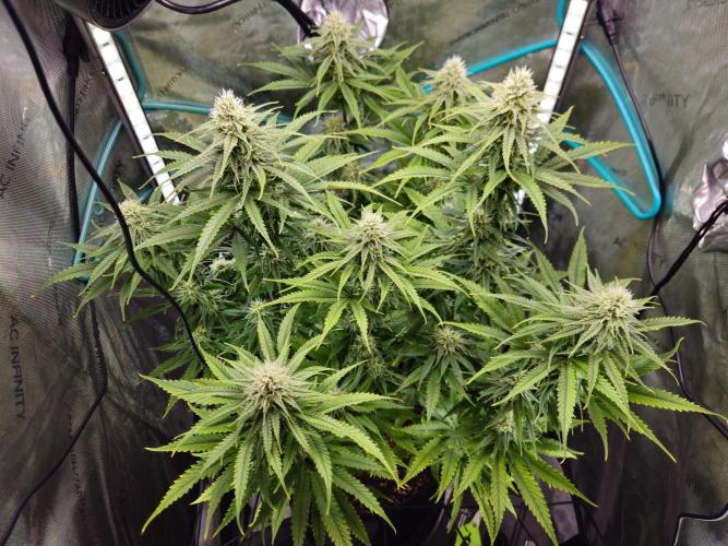 Blueberry Muffin 2025, Mainline in soil. Week 13