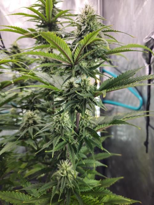 Blueberry Muffin 2025, Mainline in soil. Week 13