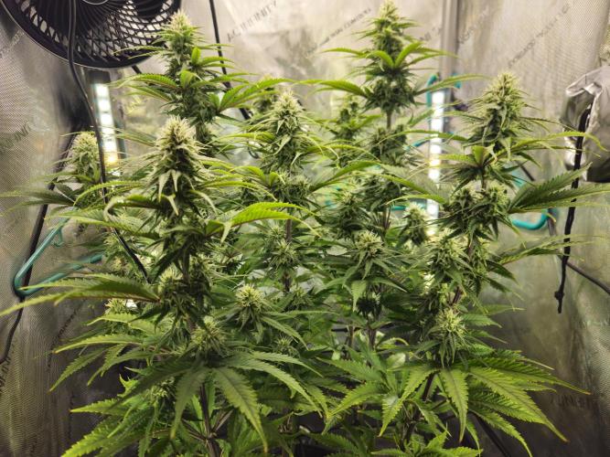 Blueberry Muffin 2025, Mainline in soil. Week 13