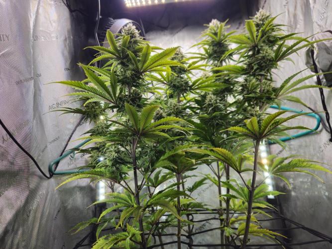 Blueberry Muffin 2025, Mainline in soil. Week 14