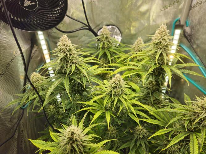 Blueberry Muffin 2025, Mainline in soil. Week 14