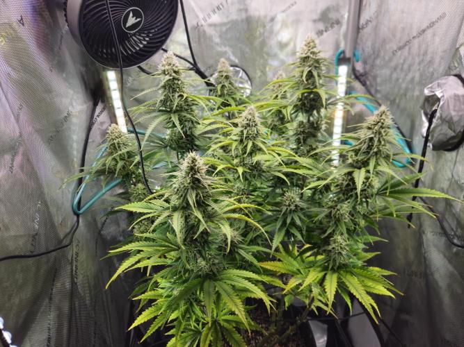 Blueberry Muffin 2025, Mainline in soil. Week 14