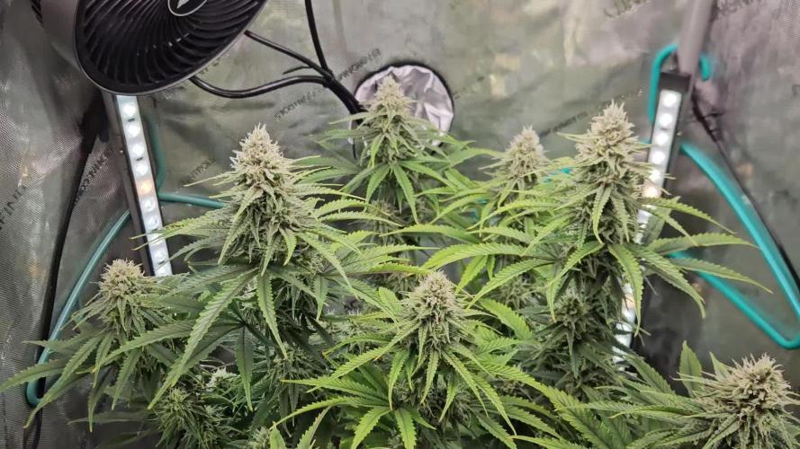 Blueberry Muffin 2025, Mainline in soil