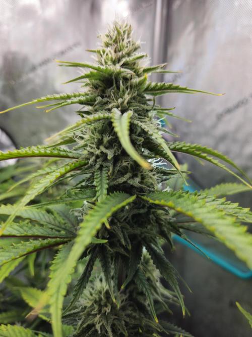 Blueberry Muffin 2025, Mainline in soil. Week 14