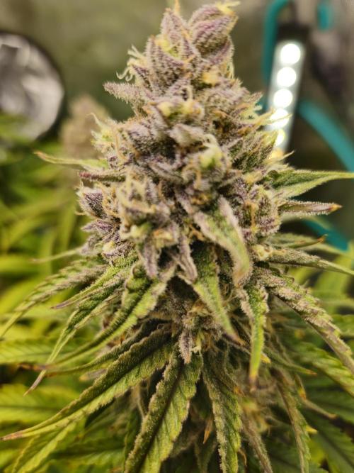 Blueberry Muffin 2025, Mainline in soil. Week 15