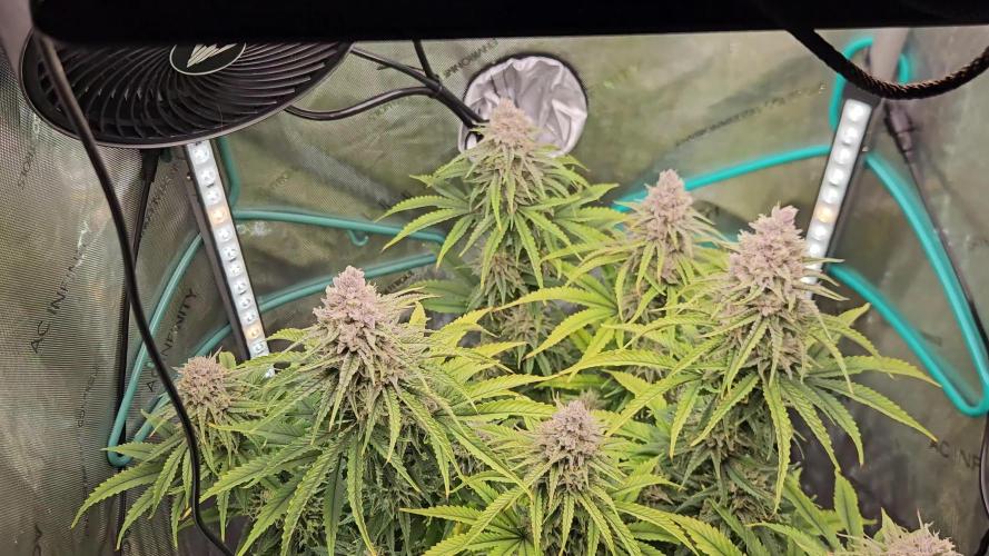 Blueberry Muffin 2025, Mainline in soil