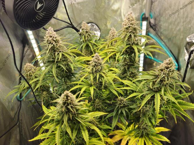 Blueberry Muffin 2025, Mainline in soil. Week 15