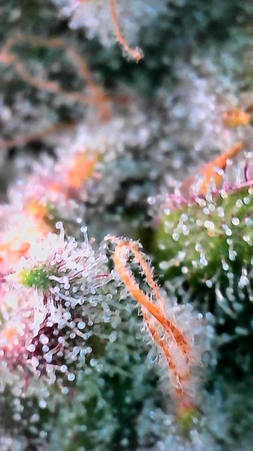 Blueberry Muffin 2025, Mainline in soil. Week 15