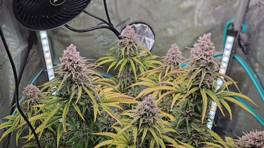 Blueberry Muffin 2025, Mainline in soil