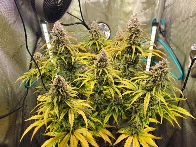 Blueberry Muffin 2025, Mainline in soil. Week 16