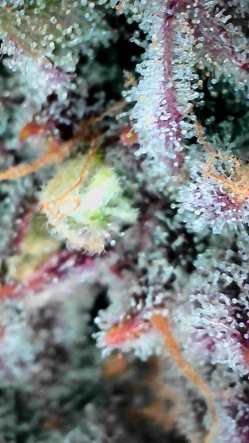 Blueberry Muffin 2025, Mainline in soil. Week 16