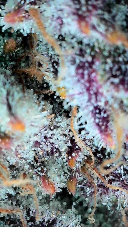 Blueberry Muffin 2025, Mainline in soil. Week 16