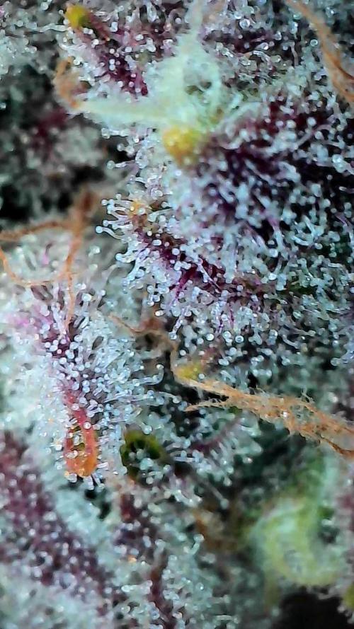 Blueberry Muffin 2025, Mainline in soil. Week 16