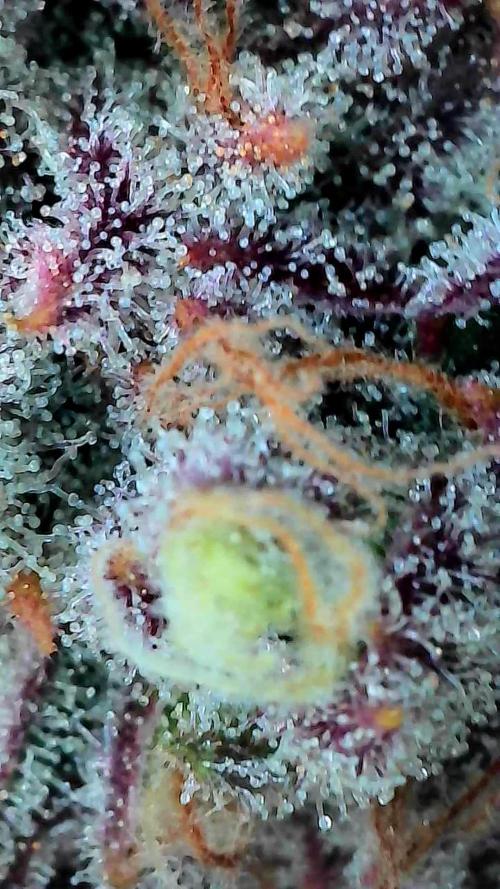 Blueberry Muffin 2025, Mainline in soil. Week 16