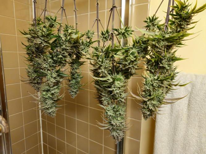 Blueberry Muffin 2025, Mainline in soil. Week 16