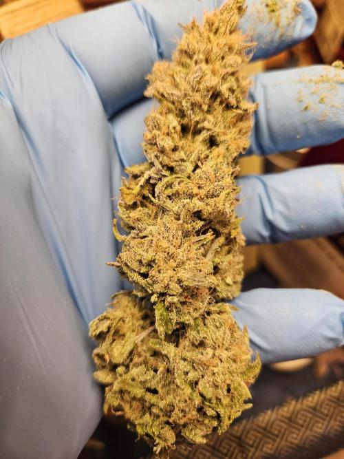 Blueberry Muffin 2025, Mainline in soil. Week 16