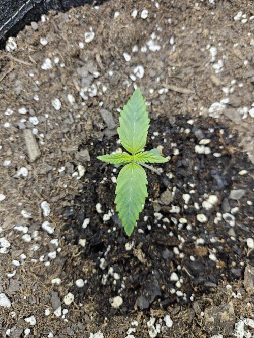 Hella Jelly. Week 1