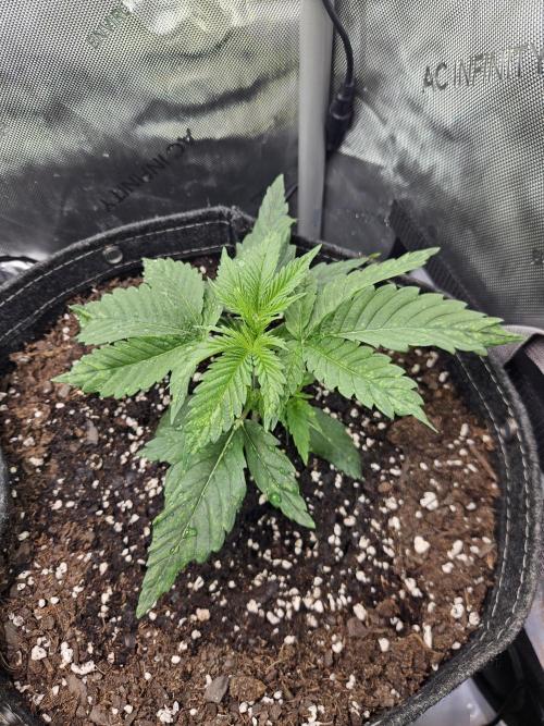 Hella Jelly. Week 3