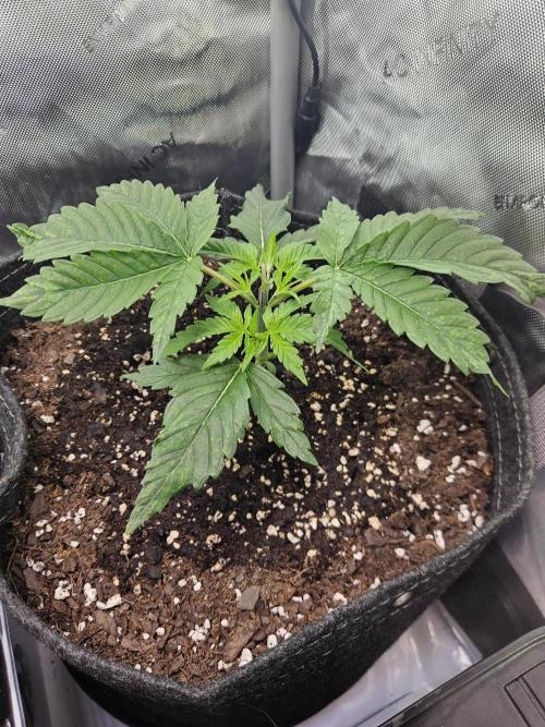 Hella Jelly. Week 3