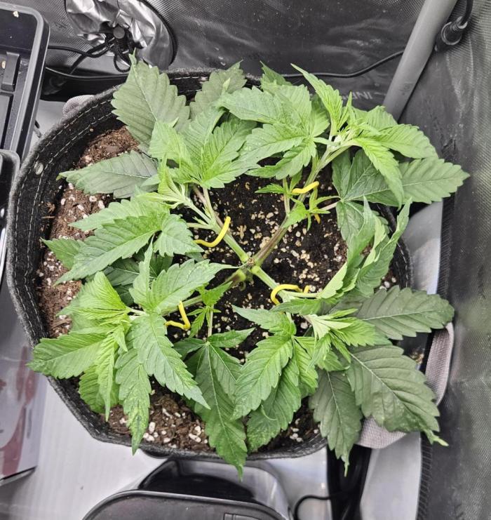 Hella Jelly #1. Week 4