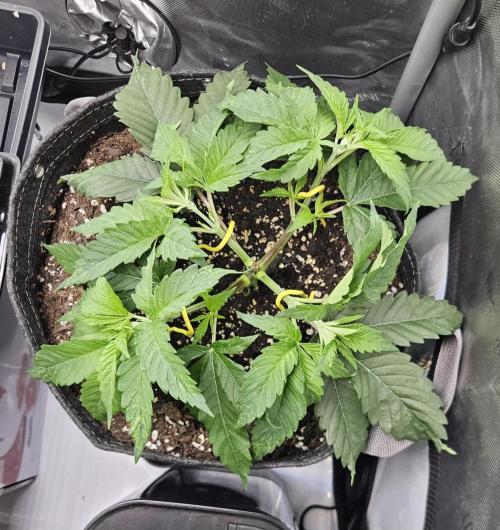Hella Jelly. Week 4