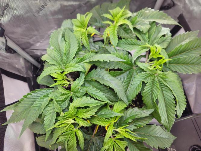 Hella Jelly #1. Week 6 - 8 mains visible now. 