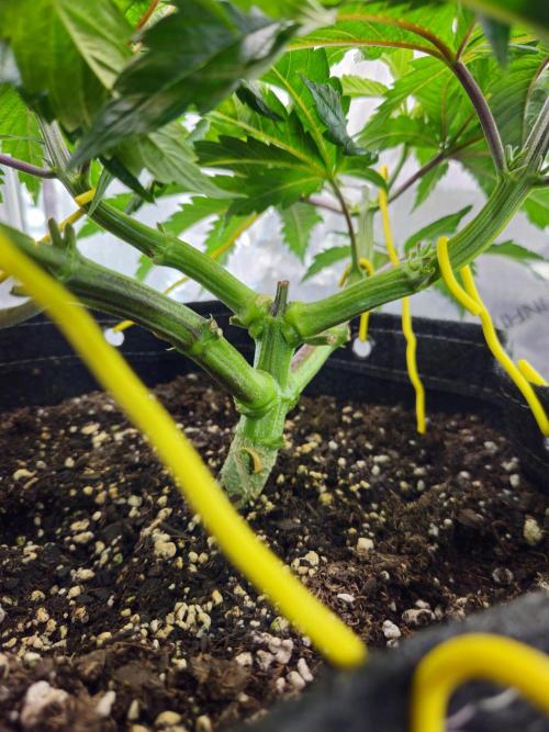 Hella Jelly. Week 6