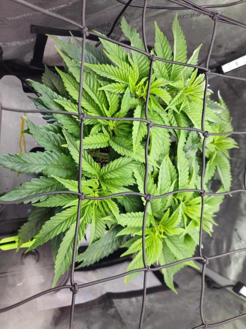 Hella Jelly #1. Week 7
